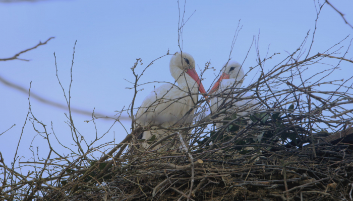 <em>Starac i roda, priča o Malenoj i Klepetanu</em> na 23. Docavivu&nbsp;povezana slika