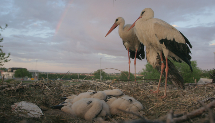 <em>Storkman</em> at 23rd Docaviv&nbsp;related image